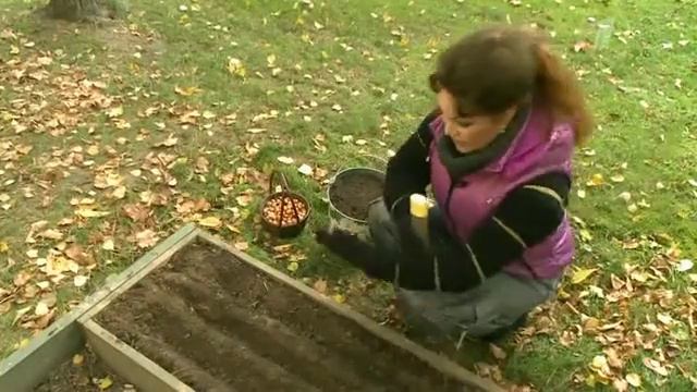 ПОСАДКА ОВОЩНЫХ КУЛЬТУР ПОД ЗИМУ смотреть онлайн