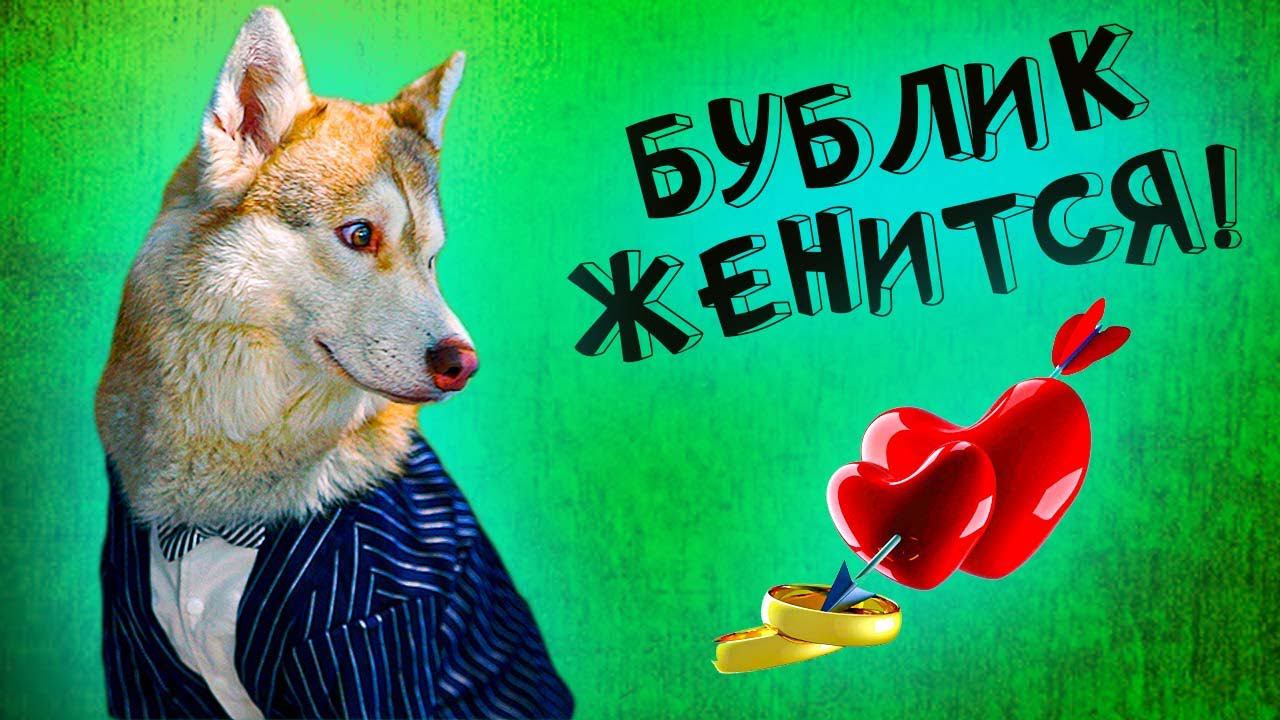 ЖЕНИХ БУБЛИК! Гуру Шоппинга AliExpress выбрала ему костюм на свадьбу! Хаски Бандит Говорящая собака смотреть онлайн