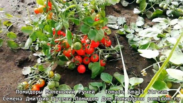 Помидоры Маленький Ручей — Tomato Small Stream Уникальный сорт для выращивания на грядах без ухода! смотреть онлайн