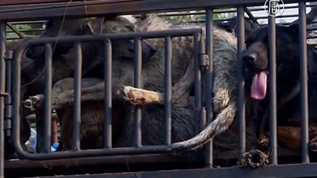 Китаянка спасает собак, которых собирались съесть смотреть онлайн