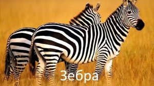 Животные африки