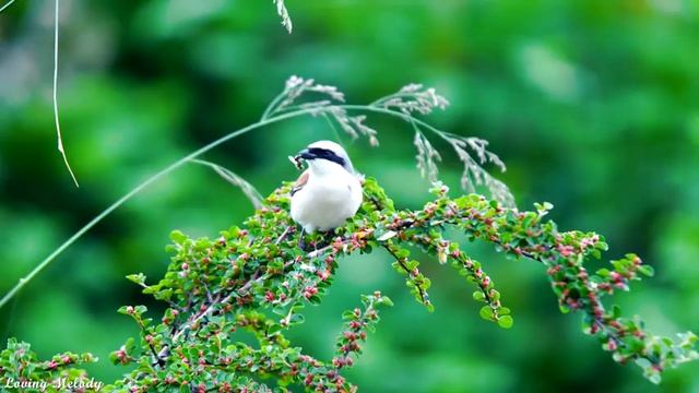 Успокаивающая музыка для нервов? лечебная музыка для сердца и сосудов, релакс, музыка для души смотреть онлайн