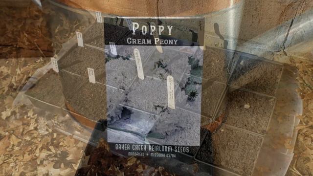 Sowing Poppies in the Snow~Poppy Seed Haul смотреть онлайн
