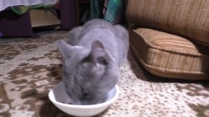 Влажный корм для кошек Felix Fantastic, с форелью и зелеными бобами -откройте новые вкусы