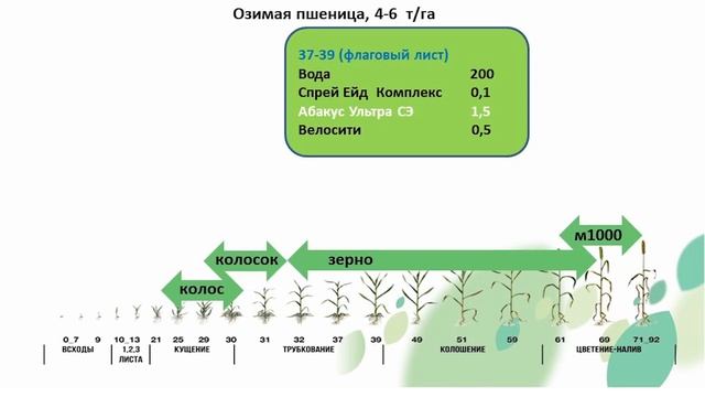 Озимая пшеница - флаговый лист. Защита и питание смотреть онлайн