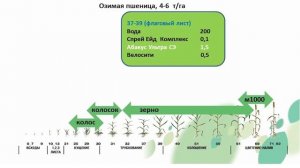 Озимая пшеница - флаговый лист. Защита и питание