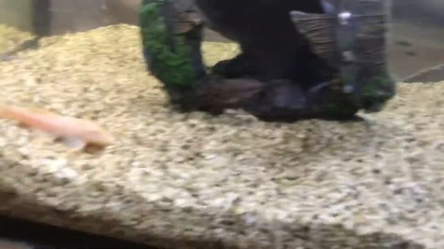 Мой аквариум 60 литров ? смотреть онлайн