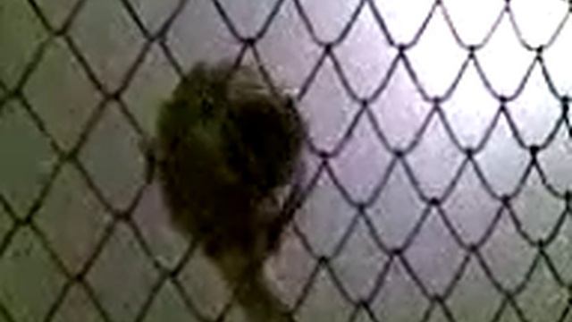 Обыкновенная беличья обезьяна2 смотреть онлайн