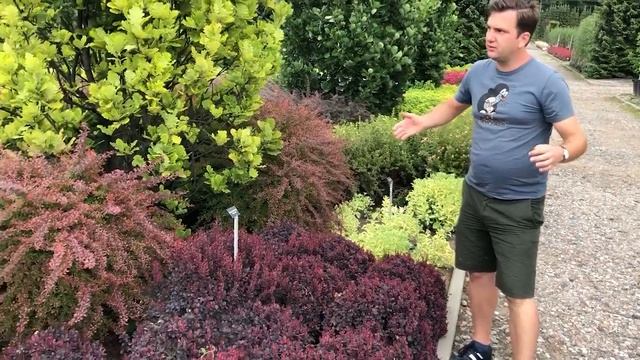 Berberis Thunbergii 'Concorde' – Borbolya