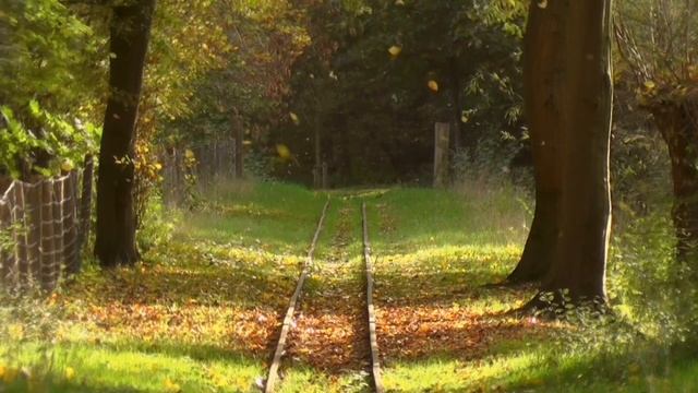 Успокаивающая Музыка для сердца и сосудов - Пение птиц. Успокаивает нервную систему и радует душу смотреть онлайн