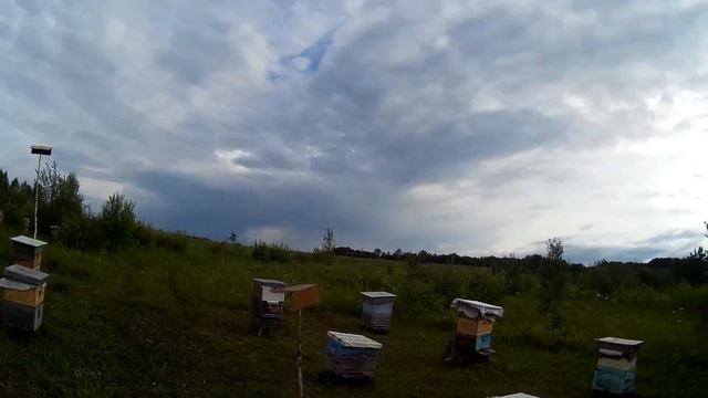 дикие пчелы смотреть онлайн