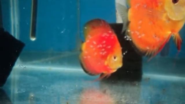 Дискусы красные с мальками Mydiscus смотреть онлайн