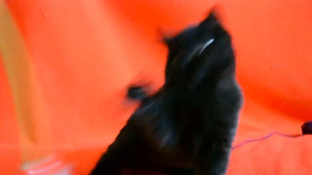 Выпускник Питомника - Обалденный черный шотландский котенок. смотреть онлайн