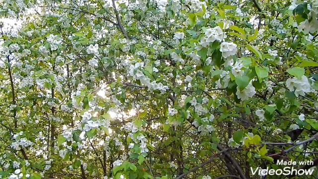 Решающее путешествие. Ефимыч. смотреть онлайн