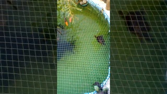 Двор у девятиэтажки жители сами сделали,но как ?!! Смотреть всем и делать выводы! Киев, Оболонь. смотреть онлайн