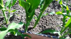 Сахарная кукуруза. Часть 6. Обрываю пасынки.