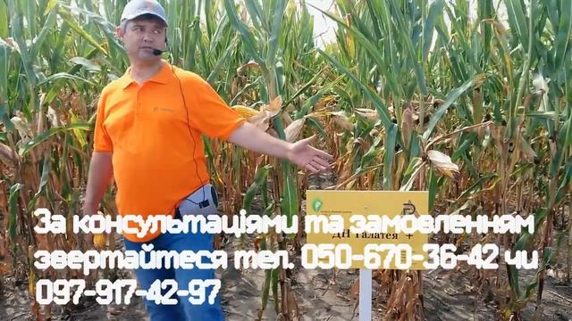 Кукурудза ДН Галатея (Рост Агро) смотреть онлайн