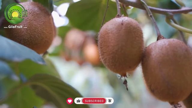 Iranian Kiwi: Sale and export of Hayward kiwi fruits from Iran to all over the world смотреть онлайн