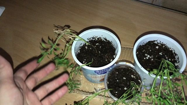 Алиссум перезимовал на подоконнике в квартире смотреть онлайн