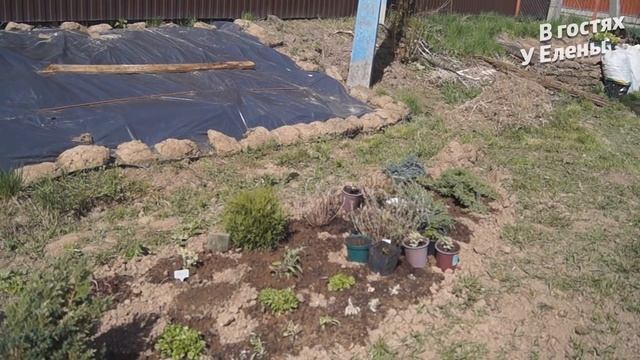 ДАЧА. ПОЧЕМУ НЕ ПОСТАВИЛИ ДОМ. И ЧТО МЫ РЕШИЛИ. ПЕРЕСАДИЛА РОЗЫ ПЛЕТИСТЫЕ. смотреть онлайн