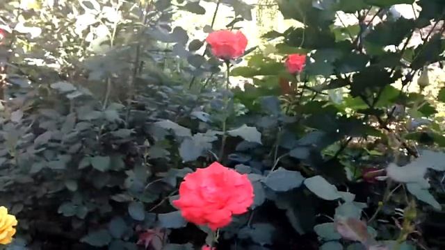 С праздником! Ивана Купала. смотреть онлайн