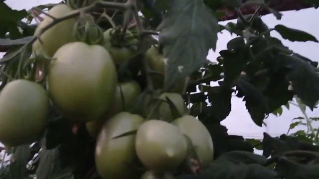 Всегда выращиваем эту сливку смотреть онлайн