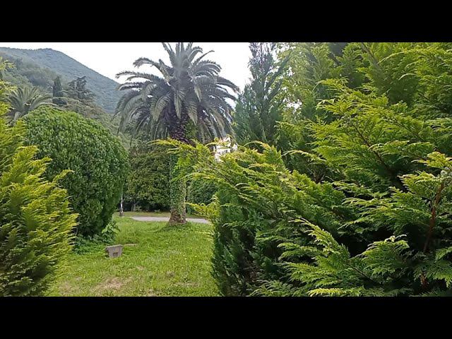 Старый парк в старой Гагре. Абхазия. Shorts. #shorts