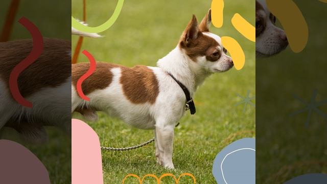 Piano and Bell Music Soundtrack for Training Dogs смотреть онлайн