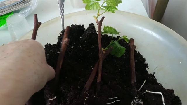 Самый простой и эффективный способ окоренения черенков винограда ./Rooting of grape cuttings смотреть онлайн