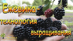 Ежевика - технология выращивания