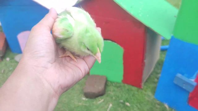 Catch Cute Chicken, Rainbow Chicken, Colorful Chicken, Duck, Rabbit, Turtle, Cute Cat, Hamster#66 смотреть онлайн