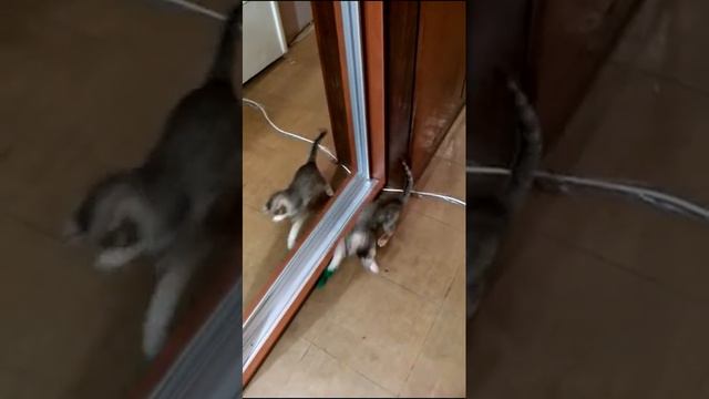 Кошечка Сонечка ищет игрушку / Kitten Looking Mouse