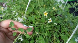 Джеймсбритения! Описание и размножение. Приëм оптовых заказов.