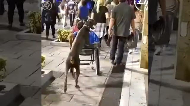 Давайте учиться у животных смотреть онлайн