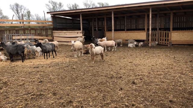 Санитарно-ветеринарная обработка овец весною, некоторые рекомендации 🌞 смотреть онлайн