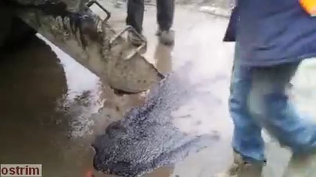 Русские асфальтоукладчики смотреть онлайн