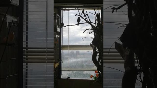 Пение соловьев дома смотреть онлайн
