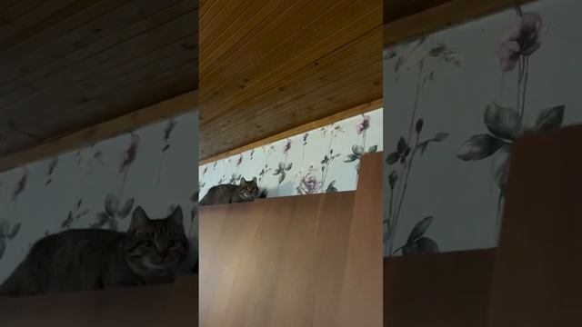 Из-за жизнерадостной Пушинки пришлось приостановить всю тренировку ????⬛ #коты #кошки