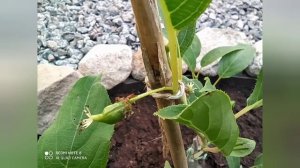 Актинидия аргута Иссей.