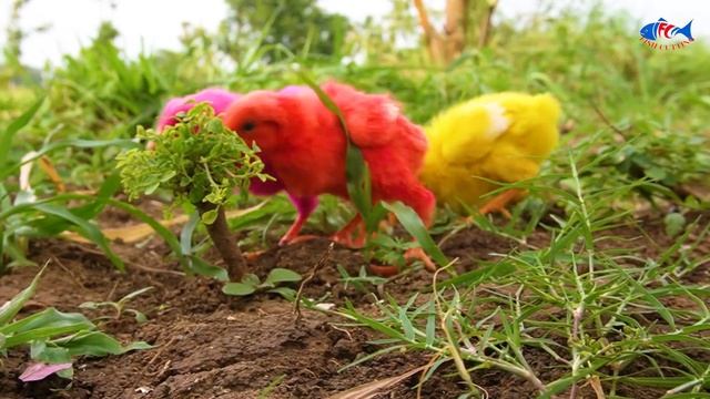 Catch millions of MURGI CHICKS, इंद्रधनुष मुर्गा colorful chicks, smart Gallina chicks in Color Egg смотреть онлайн
