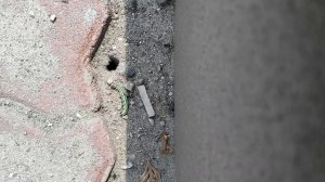 Супер эффект, Как избавиться от гусениц. Оса-наездник. Ammophila. Насекомое убийца гусениц. Хищник.