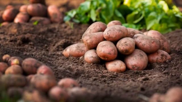 Картофель Беллароза Сроки Созревания смотреть онлайн