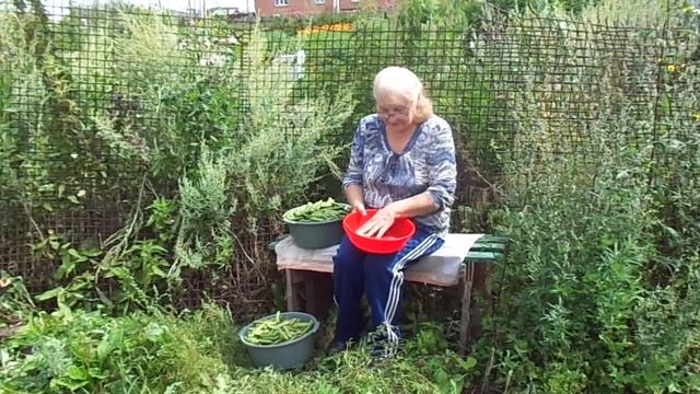 Проект "Золушка чистит бобы". Подготовка бобов к варке для хранения. смотреть онлайн