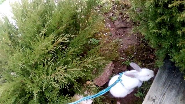 Выгулка кролика Зумы на шлейке1 смотреть онлайн