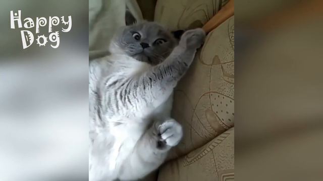 Funny animals - Funny cats dogs - Funny animal videos #84 - 1080-1 смотреть онлайн