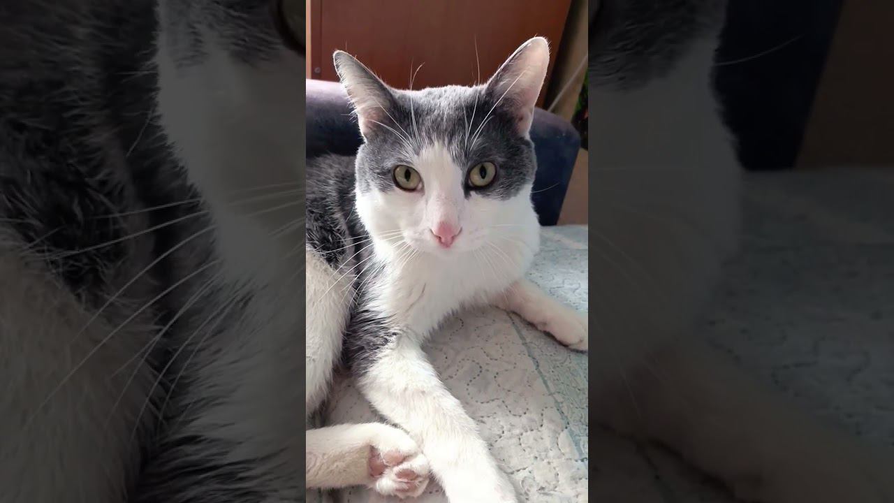 Самый красивый кот! #кот #中日翻譯 #toaka #мурзик #питомец #любовь #新海誠 смотреть онлайн