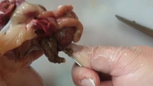 Забили перепелок. Потрошение перепела. Шашлык из перепелов.