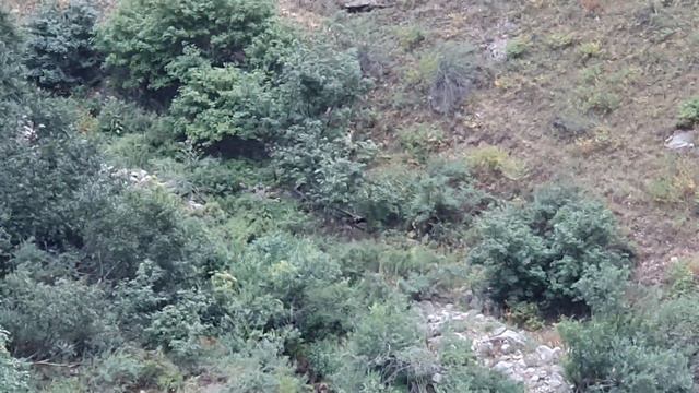 БУРЫЙ МЕДВЕДЬ В ГОРАХ ТАДЖИКИСТАНА смотреть онлайн