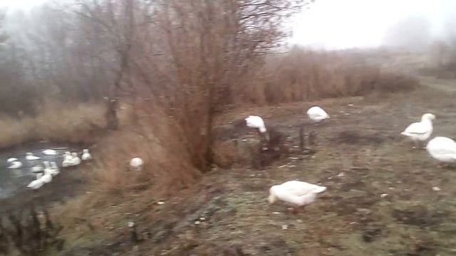 У наших гусей начался брачный сезон. смотреть онлайн