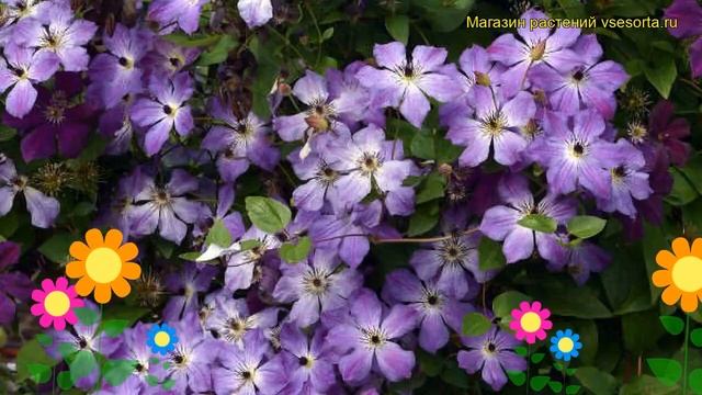 Клематис гибридный ливень. Краткий обзор, описание характеристик Clematis Cloudburst